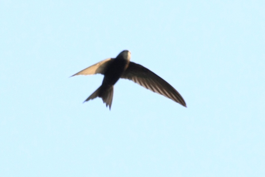Common Swift(?) -spring- (Tianjin, China)