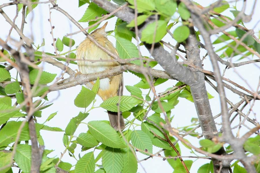 Thrush (Pale-bellied?) -spring- (Tianjin, China)