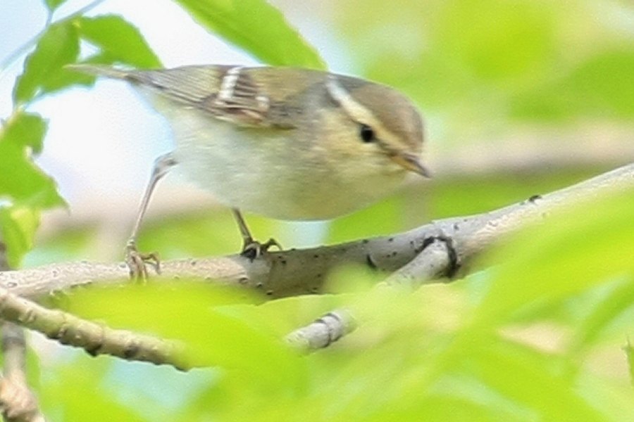 Warbler Species (?) -spring- (Tianjin, China)