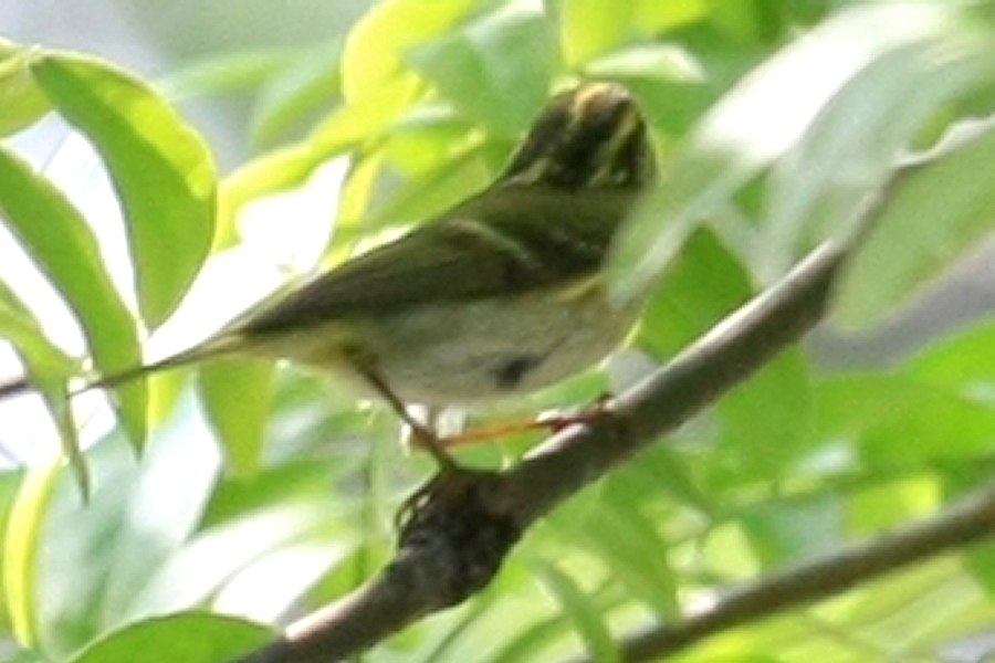 Warbler Species (?) -spring- (Tianjin, China)
