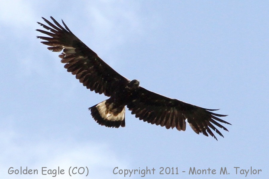 Golden Eagle -spring subadult- (Colorado)