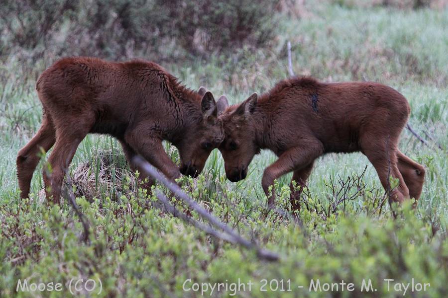 Moose -spring calves sparring- (Colorado)