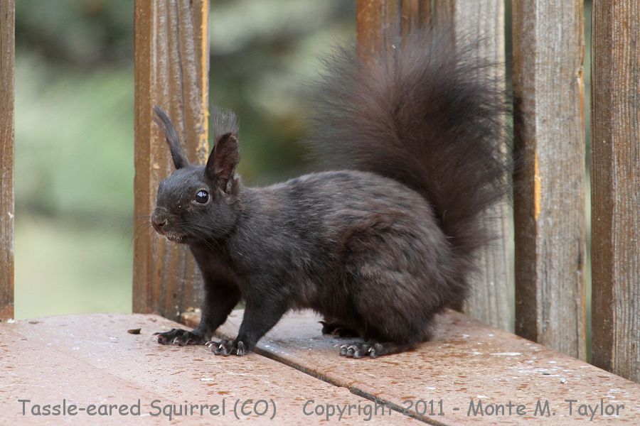 Tassle-eared Squirrel -spring- (Colorado)