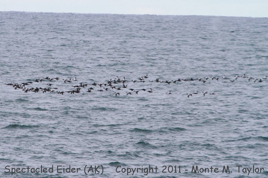 Spectacled Eiders -fall- (Gambell, St. Lawrence Island, Alaska)