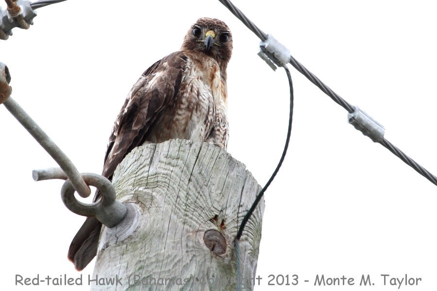 Red-tailed Hawk -summer- (Little Abaco, Bahamas)