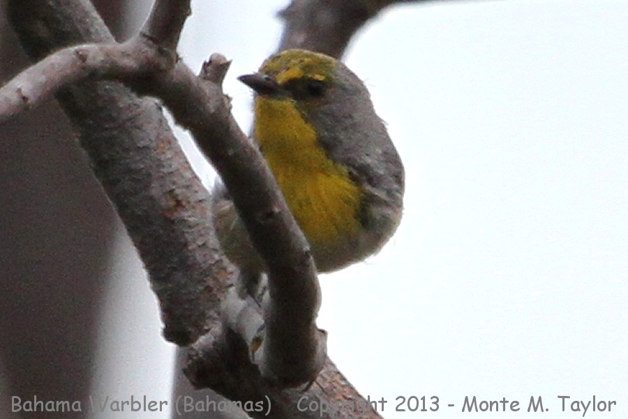 Olive-capped Warbler -summer- (Little Abaco, Bahamas)