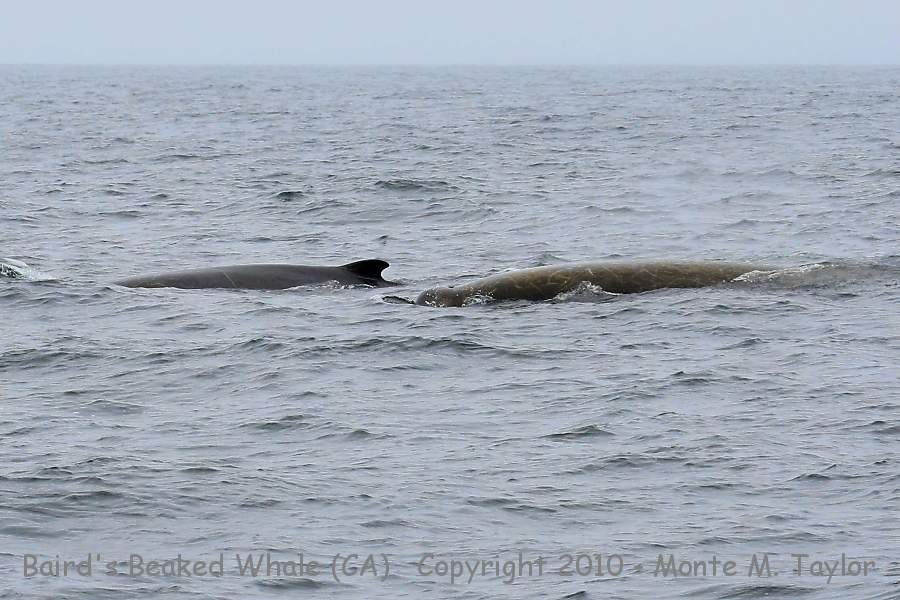 Baird's Beaked Whale -summer- (California)