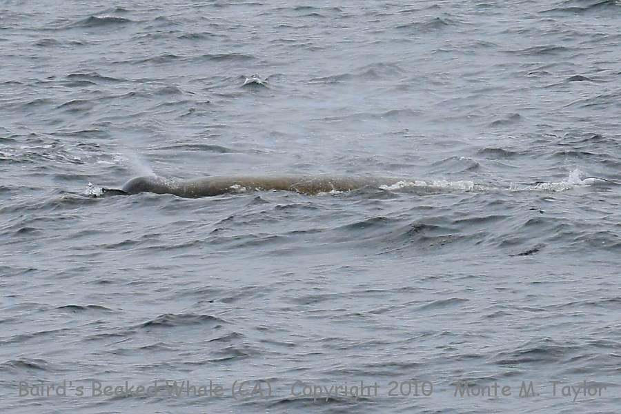 Baird's Beaked Whale -summer- (California)