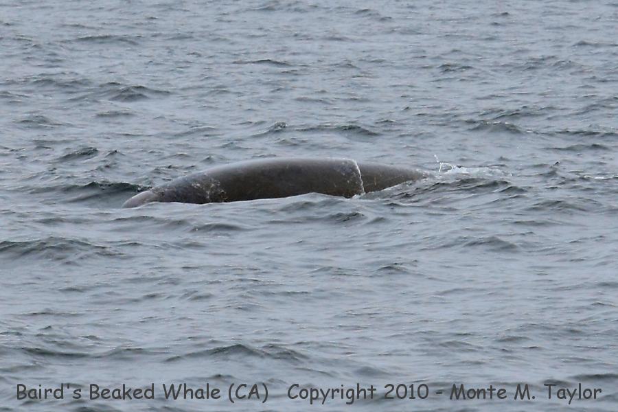Baird's Beaked Whale -summer- (California)