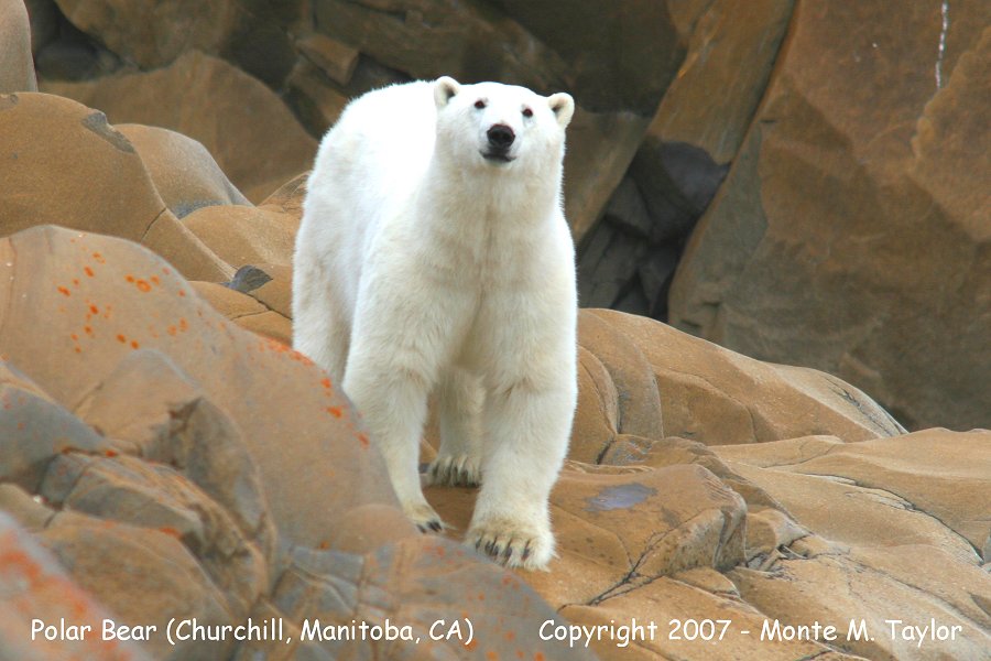 Polar Bear (Churchill, Manitoba, Canada)