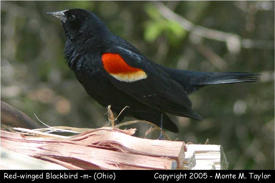 Red-winged Blackbird -male-  (Arizona)