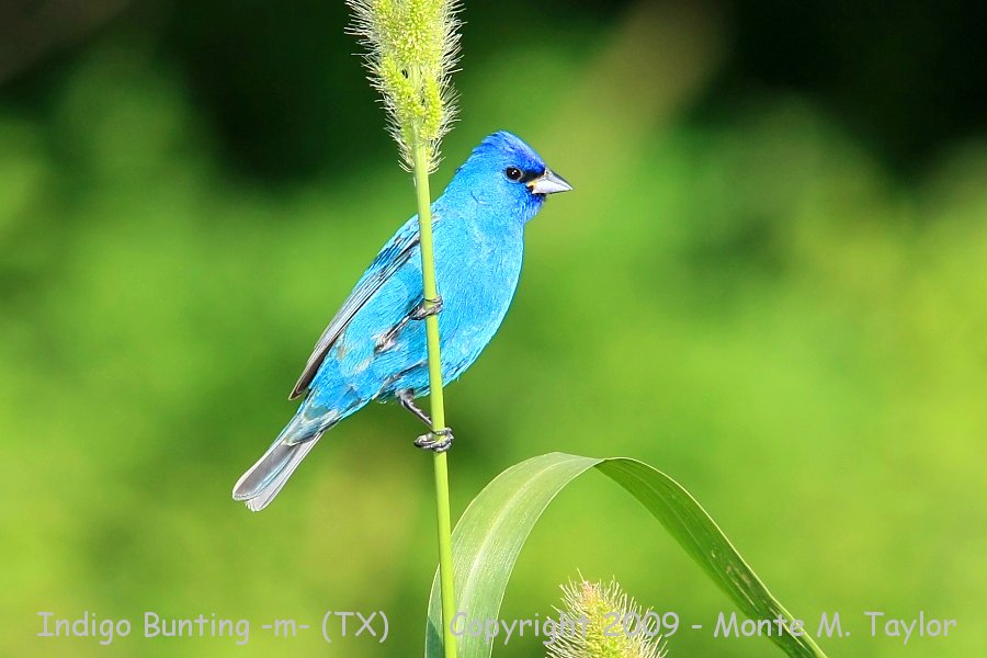 Indigo Bunting -male / spring- (Texas)