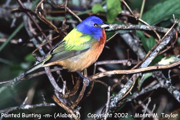 Painted Bunting -male-  (Alabama)