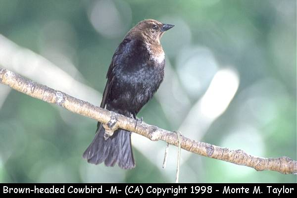Brown-headed Cowbird -male-  (California)