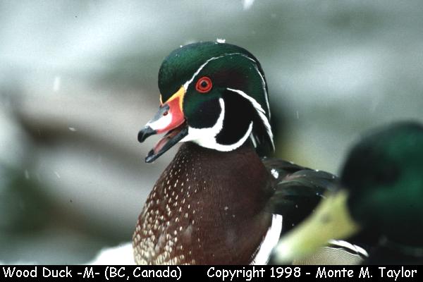 Wood Duck -male-  (British Columbia, Canada)