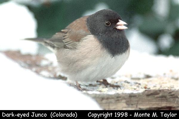 Dark-eyed Junco  (Colorado)