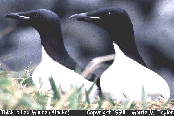 Thick-billed Murre (St. Paul Island, Alaska)