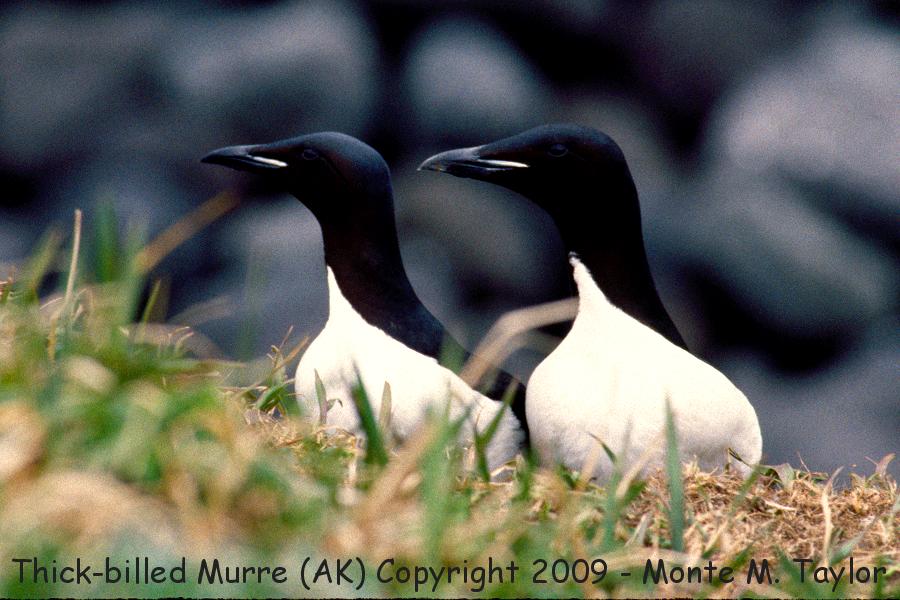 Thick-billed Murre (St. Paul Island, Alaska)