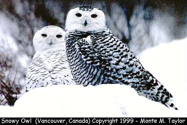 Snow Owl -adult(L)/juvenile(R)-  (Vancouver, British Columbia, Canada)