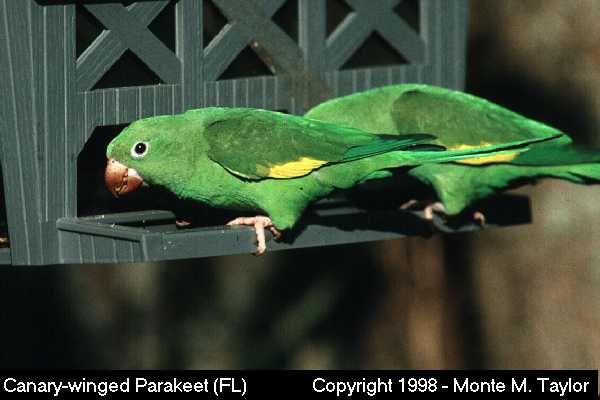 Canary-winged Parakeet  (Florida)