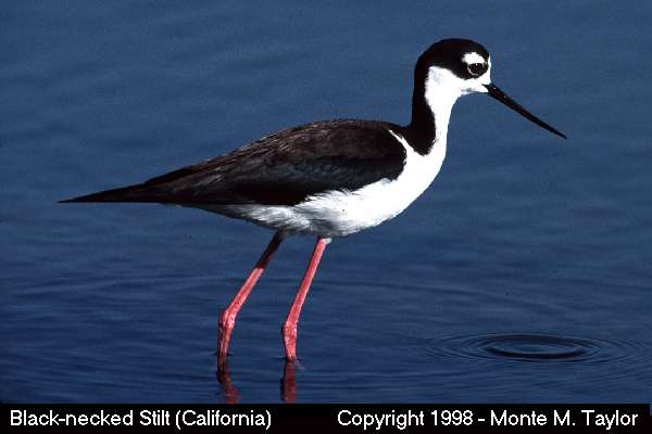 Black-necked Stilt  (California)