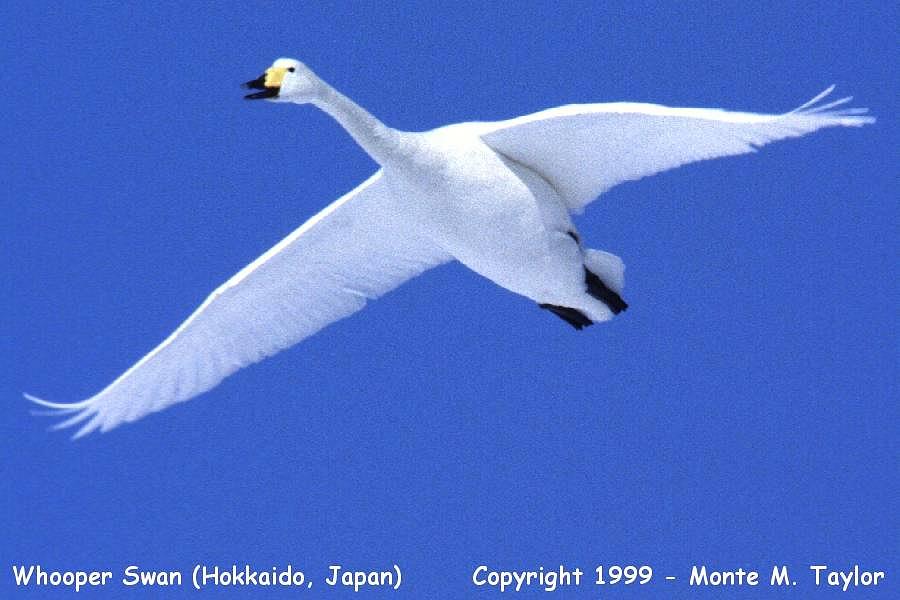 Whooper Swan (Hokkaido, Japan)