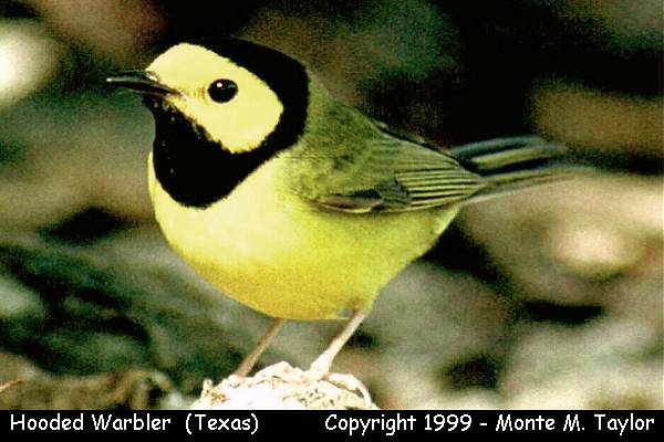 http://www.tsuru-bird.net/a_potpourri/warbler_hooded_male1.jpg