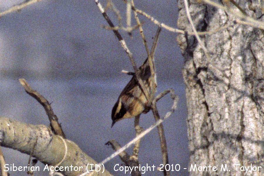 Siberian Accentor -Jan 11th, 1997- (Hailey, Idaho)