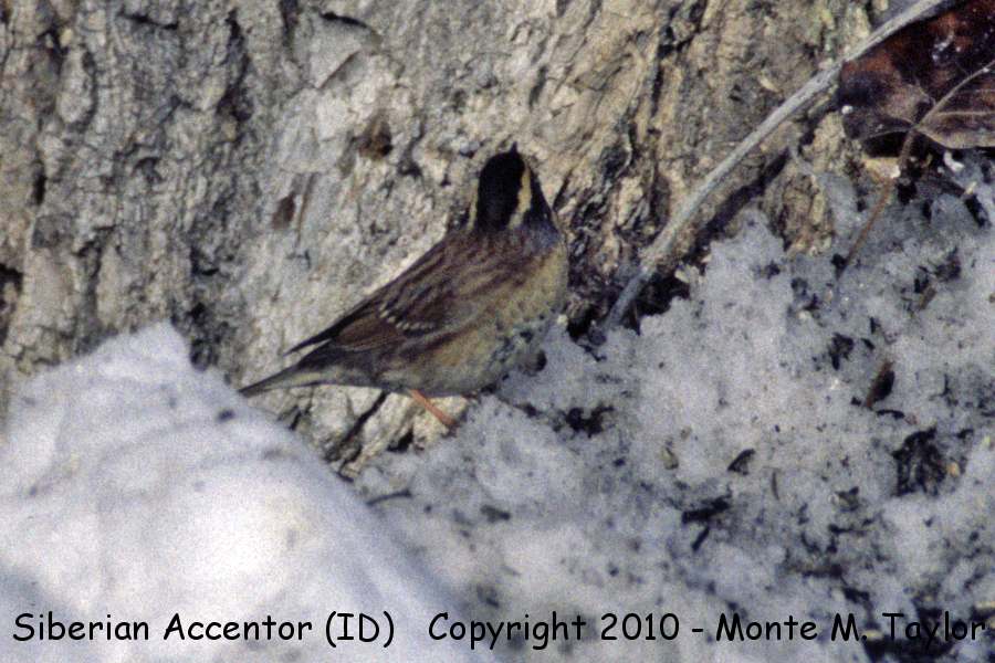 Siberian Accentor -Jan 11th, 1997- (Hailey, Idaho)
