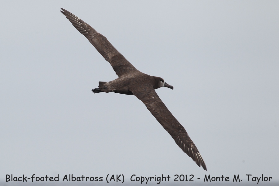 Black-footed Albatross -spring- (Alaska)