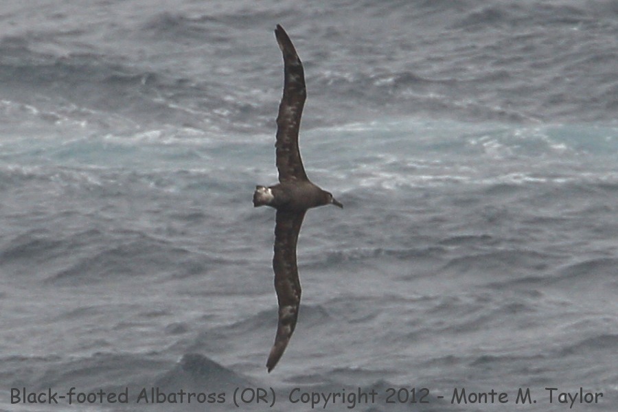 Black-footed Albatross -spring- (Oregon)