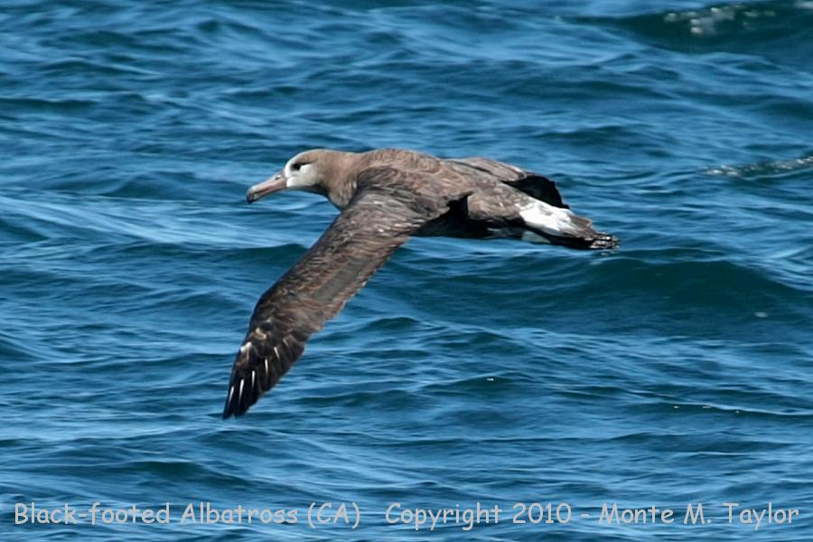 Black-footed Albatross -summer- (California)