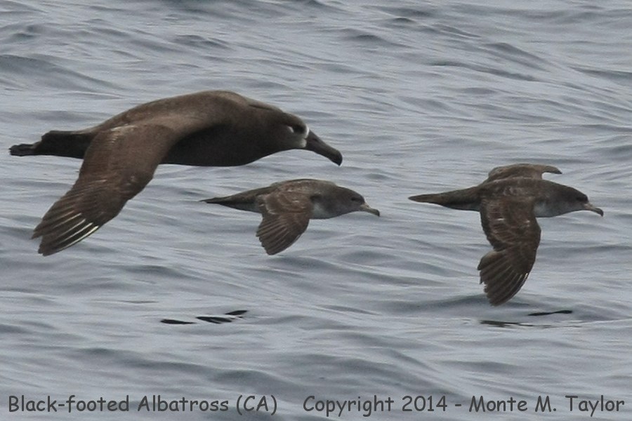 Black-footed Albatross -spring / w-pink-footed shearwaters- (California)