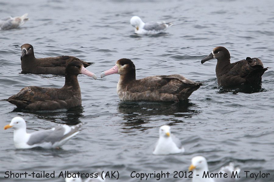 Black-footed Albatross left and right (w/ Short-tailed Albatross) -spring- (Seguam Island, Alaska)
