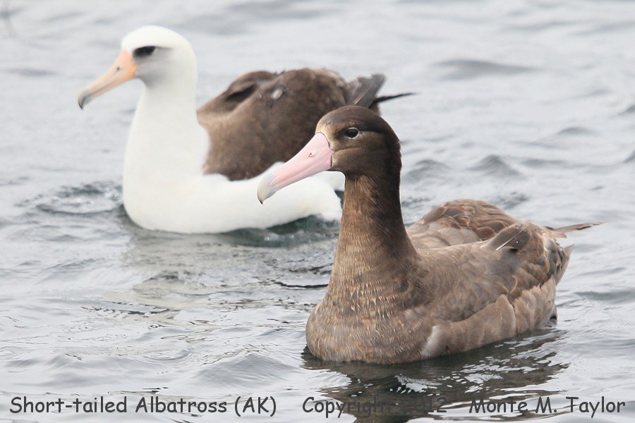 Short-tailed Albatross -spring juvenal- (Herbert Island, Alaska)