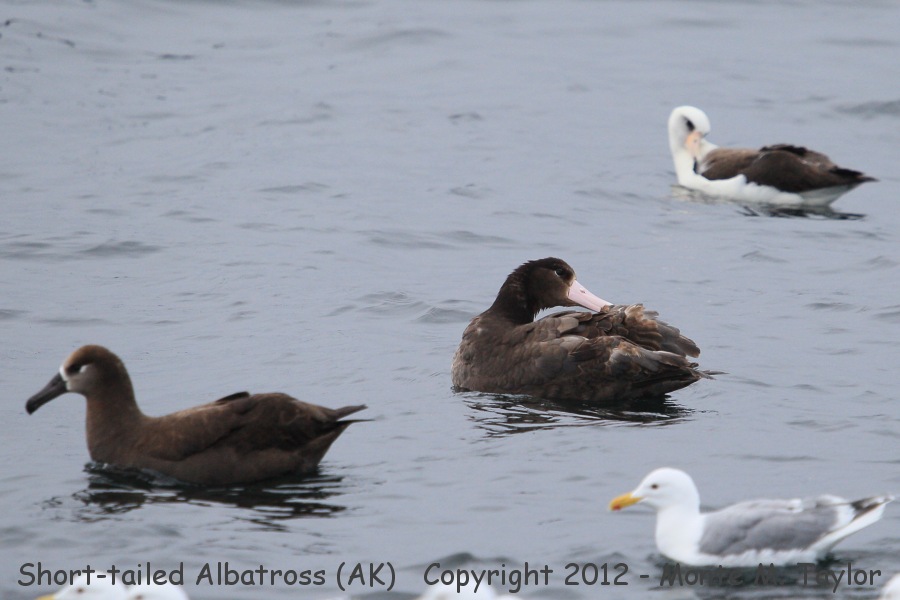 Short-tailed Albatross -spring juvenal along w/Laysan and  Black-footed- (Herbert Island, Alaska)