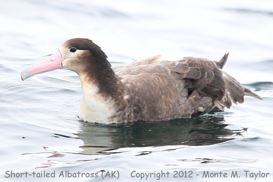 Short-tailed Albatross -spring sub-adult- (Herbert Island, Alaska)