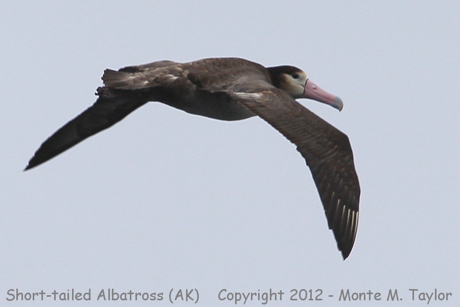 Short-tailed Albatross -spring sub-adult- (Seguam Island, Alaska)