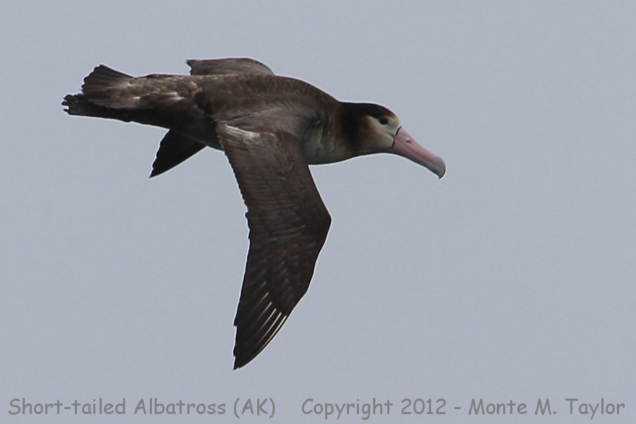 Short-tailed Albatross -spring sub-adult- (Seguam Island, Alaska)