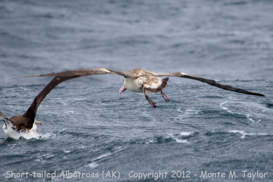 Short-tailed Albatross -spring sub-adult- (Seguam Pass, Alaska)