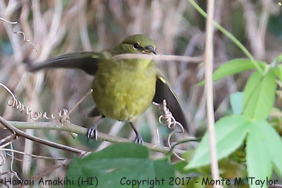 Hawai'i 'Amakihi -spring fledgling- (Big Island, Hawai'i)