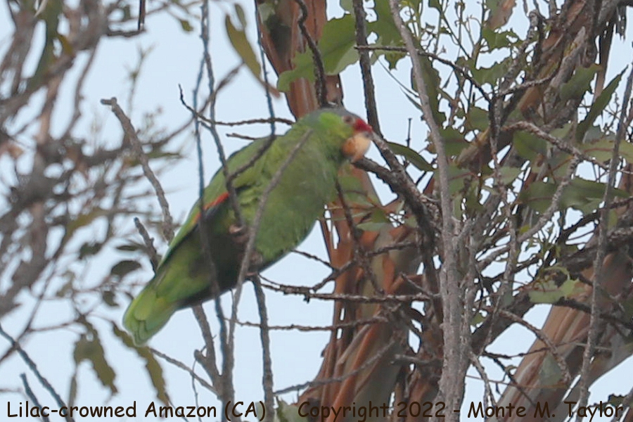 Lilac-crowned Amazon -summer- (Orange County, CA)