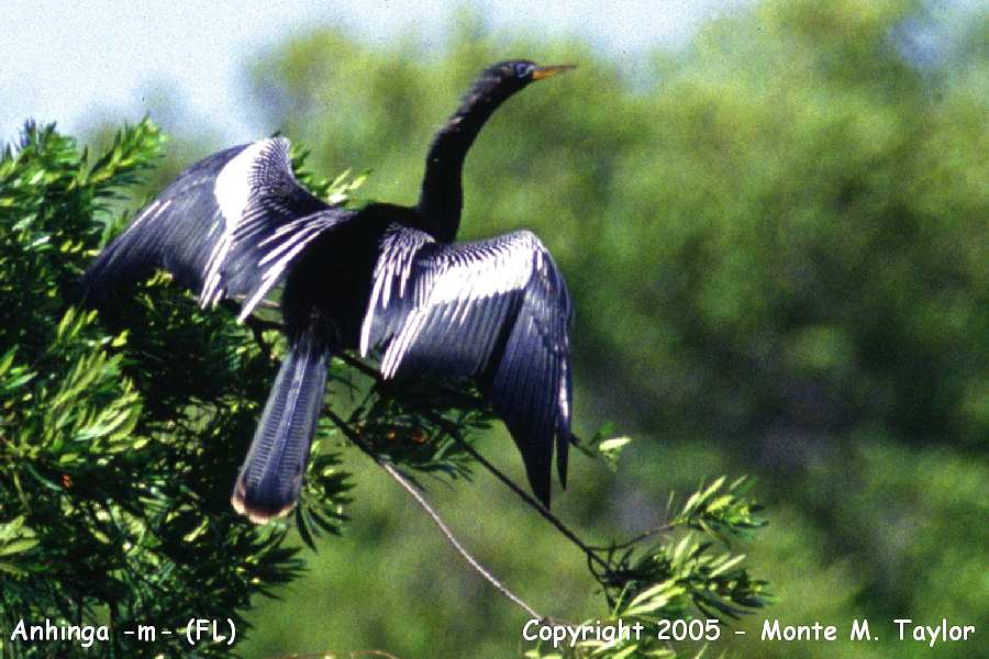 Anhinga -spring male / wing-drying- (Florida)