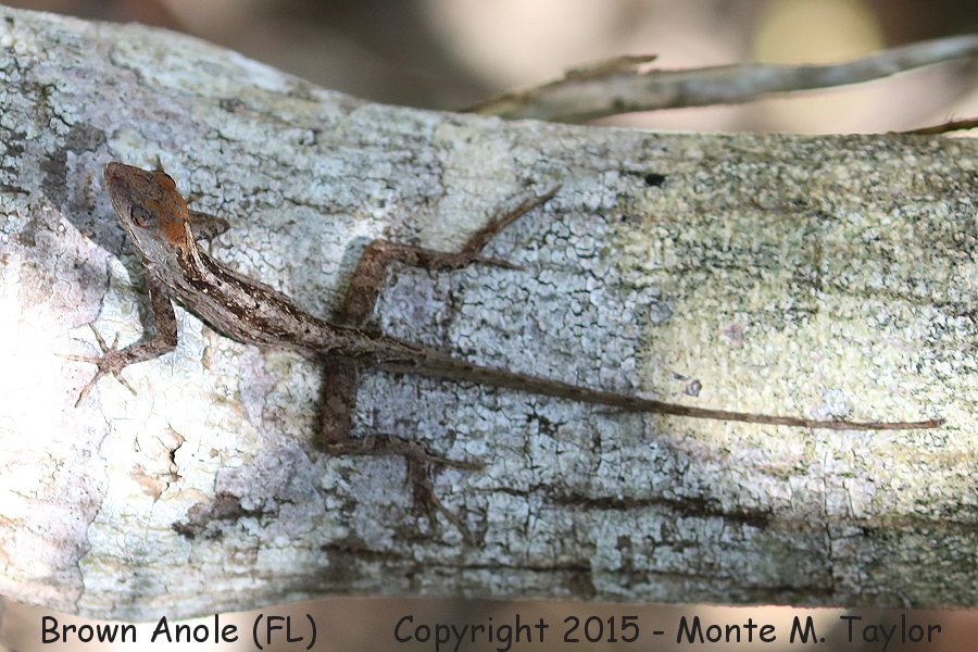 Brown Anole -winter- (Florida)
