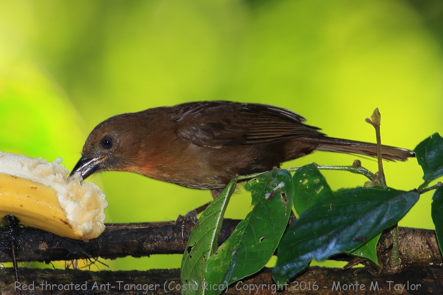 Red-throated Ant-Tanager -winter female- (Selva Verde, Costa Rica)