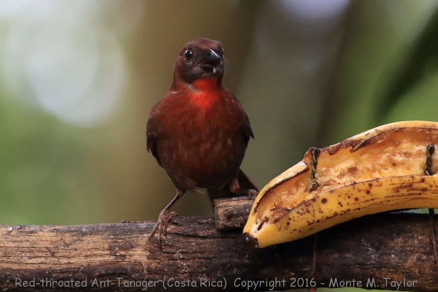 Red-throated Ant-Tanager -winter male- (Selva Verde, Costa Rica)