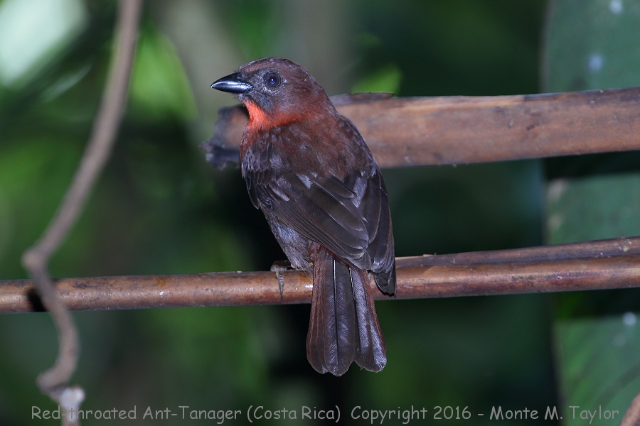Red-throated Ant-Tanager -winter male- (Selva Verde, Costa Rica)