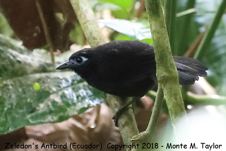 Zeledon's Antbird -November- (Ecuador)