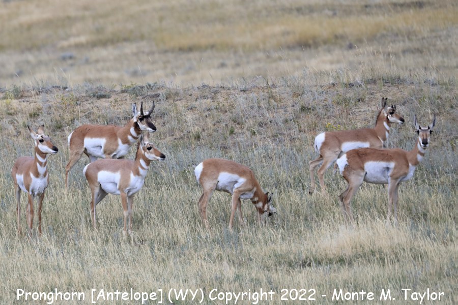Pronghorn Antelope -fall- (Wyoming)