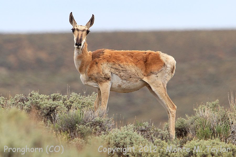 Pronghorn -summer female- (Colorado)